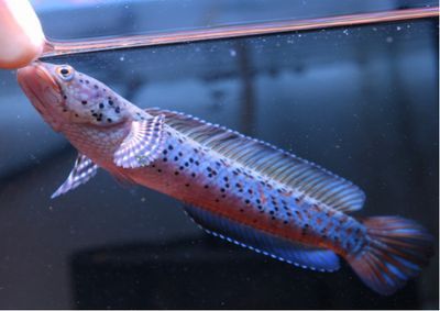 血斑一雷龍魚好配對嗎：血斑一雷龍魚的配對 血斑一雷龍魚好配對嗎：血斑一雷龍魚的配對 龍魚百科 第2張