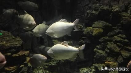 龍魚(yú)人工繁殖的是保護(hù)動(dòng)物嗎：龍魚(yú)人工繁殖與野生區(qū)別如何鑒別人工繁殖與野生區(qū)別