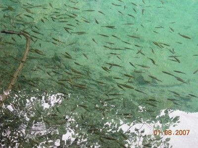 黃龍魚的養殖技術和方法：黃龍魚養殖技術和方法