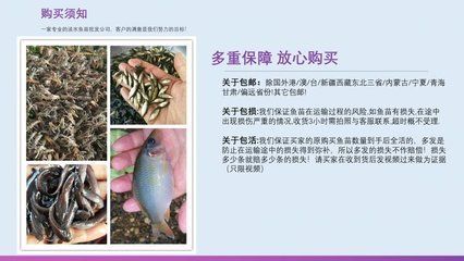 蝴蝶鯉魚苗飼料配比技巧（蝴蝶鯉魚苗的飼料配比技巧）