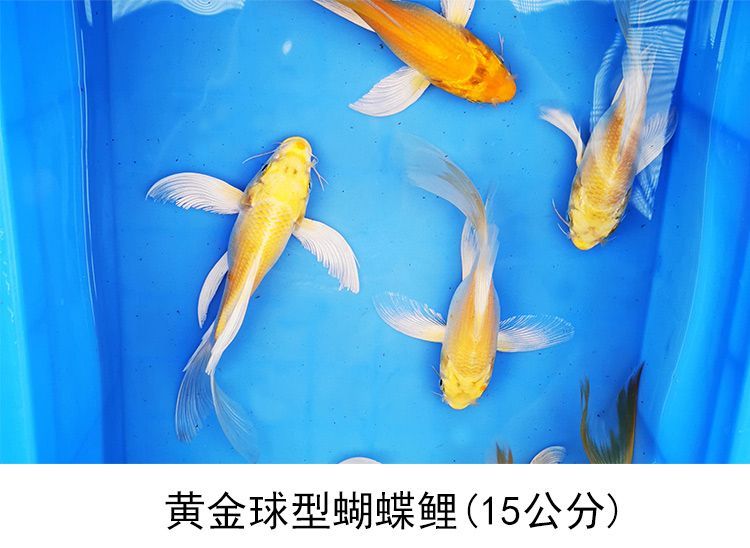 蝴蝶鯉魚苗飼料配比技巧（蝴蝶鯉魚苗的飼料配比技巧）