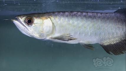 龍魚為什么掉價（“龍魚掉價”時，通常指的是龍魚的市場價格下降，可能由這幾個原因引起）
