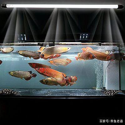 養古典龍魚需要多大的過濾系統？ 養古典龍魚需要多大的過濾系統？ 龍魚百科 第6張
