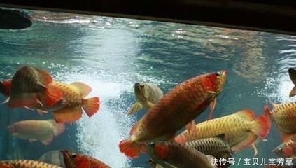 成年龍魚一次喂多少蝦（成年龍魚一天喂食多少合適）