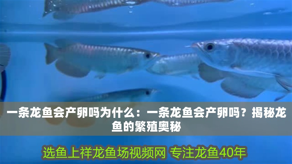 一條龍魚會產卵嗎為什么：一條龍魚會產卵嗎？揭秘龍魚的繁殖奧秘