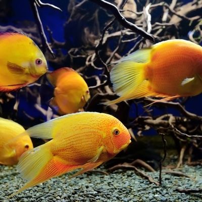 一條龍魚會產卵嗎為什么：一條龍魚會產卵嗎？揭秘龍魚的繁殖奧秘
