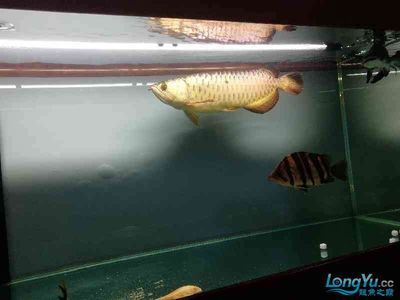 怎么捉龍魚：怎么捉龍魚捉龍魚的方法