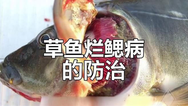 如何預防魚鰓再次爛洞？