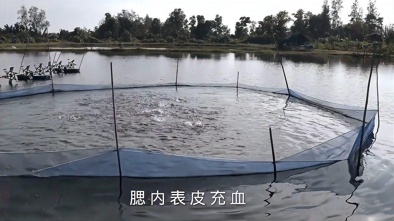 如何預防魚鰓再次爛洞？