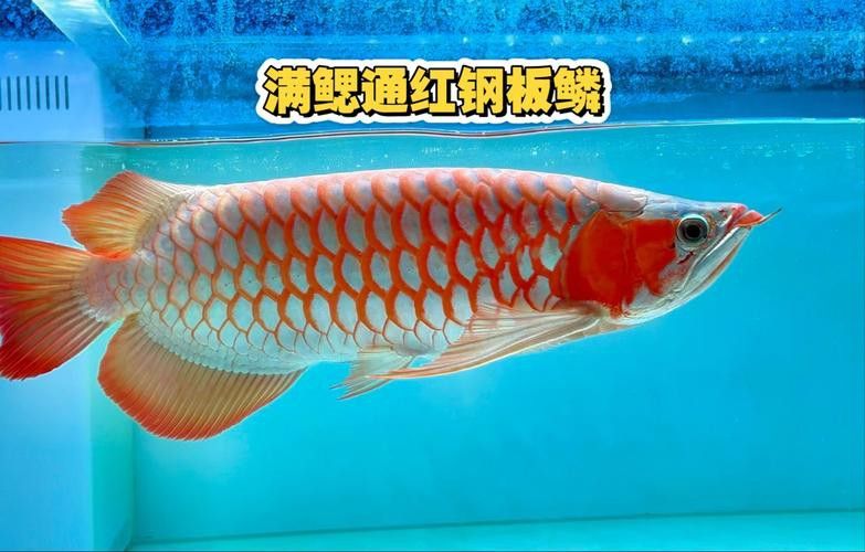 和紅龍魚混養的高端魚有哪些品種圖片 和紅龍魚混養的高端魚有哪些品種圖片 龍魚百科 第12張