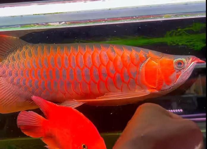 和紅龍魚混養的高端魚有哪些品種圖片 和紅龍魚混養的高端魚有哪些品種圖片 龍魚百科 第17張