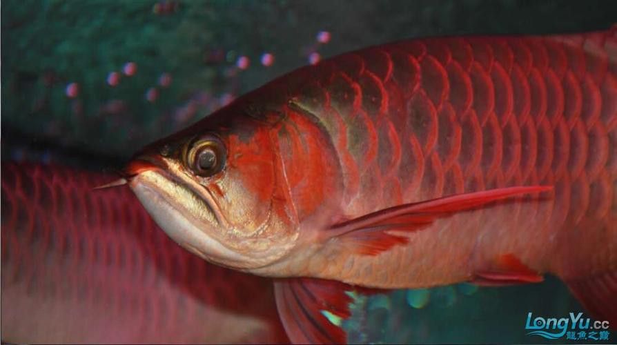 和紅龍魚混養的高端魚有哪些品種圖片 和紅龍魚混養的高端魚有哪些品種圖片 龍魚百科 第20張