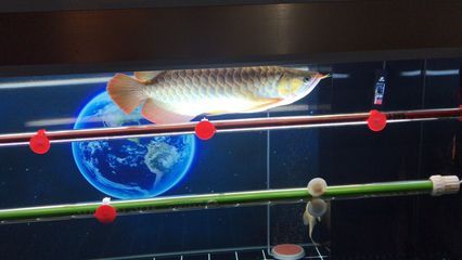 龍魚側燈怎么放：龍魚側燈的放置方式