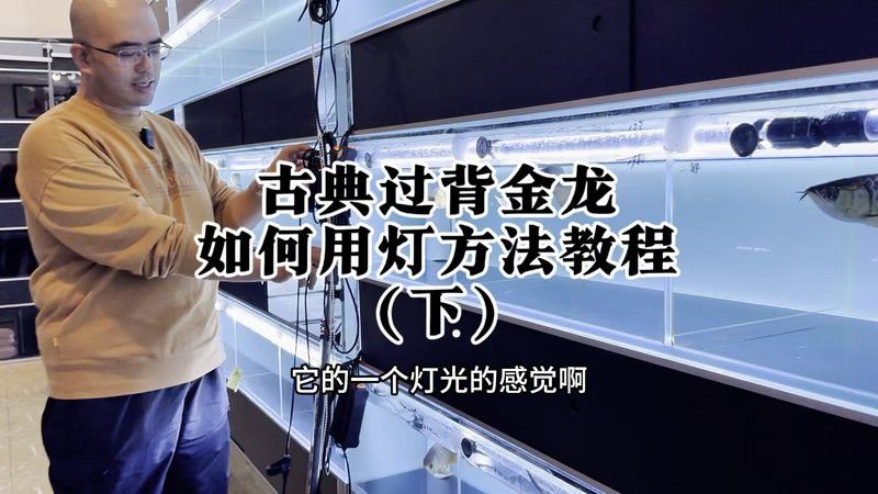 金龍魚(yú)的顏色為什么一直變