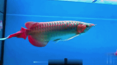 有沒有動態(tài)的紅龍魚圖片？