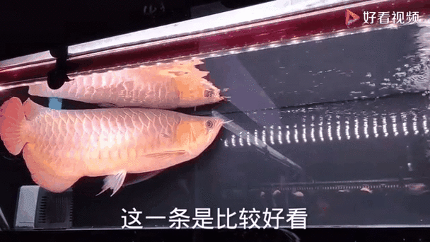 有沒有動態(tài)的紅龍魚圖片？