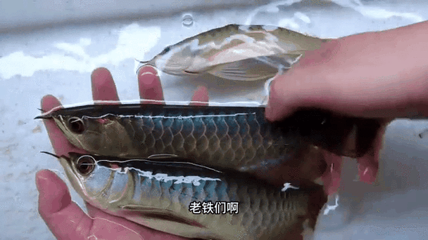 有沒有動態(tài)的紅龍魚圖片？