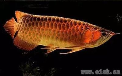 綠皮辣椒紅龍魚發(fā)色過程圖片（綠皮辣椒紅龍魚發(fā)色過程圖片大全）