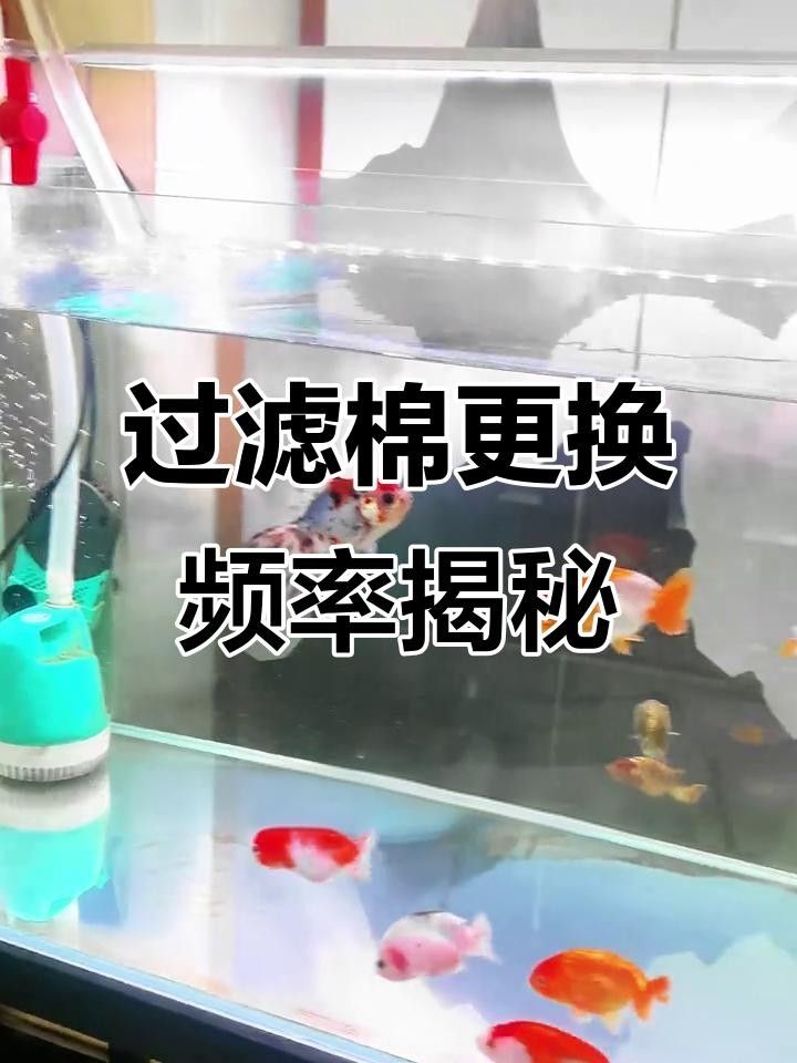 龍魚缸過濾棉多久換一次合適？