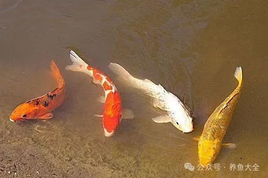 耐寒的觀賞魚