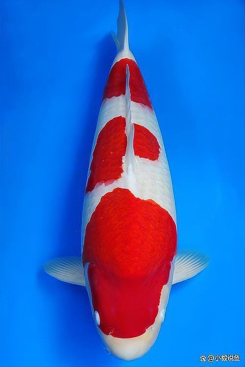 耐寒的觀賞魚