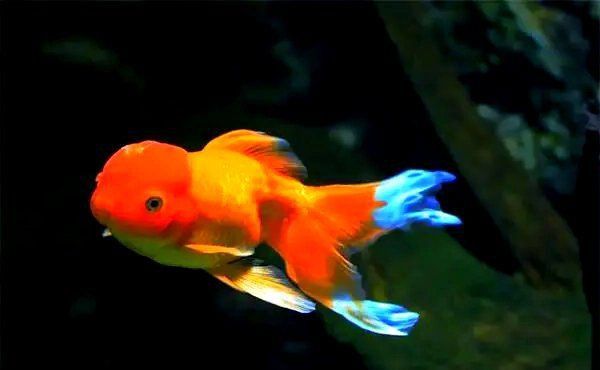耐寒的觀賞魚