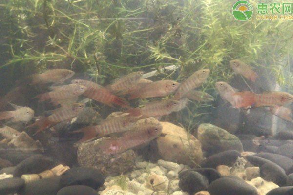 耐寒的觀賞魚