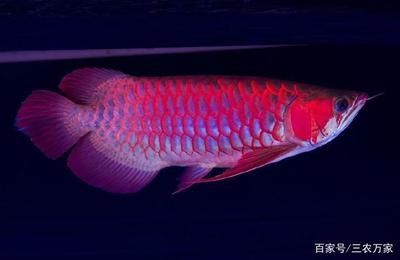 龍魚最貴的品種有哪些？：世界上最貴的龍魚品種排名(最貴的龍魚排名