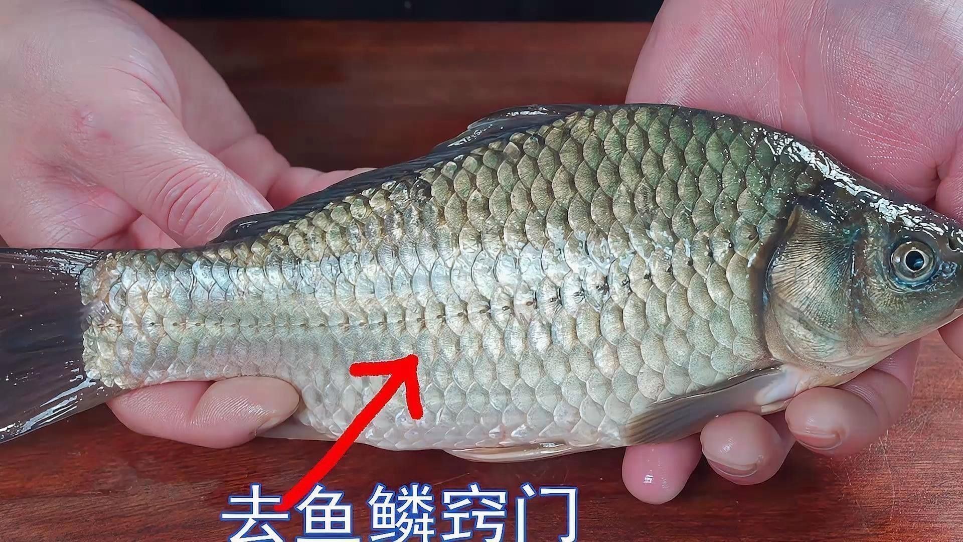 紅龍魚烹飪時(shí)需要去鱗嗎？ 紅龍魚烹飪時(shí)需要去鱗嗎？ 龍魚百科 第2張