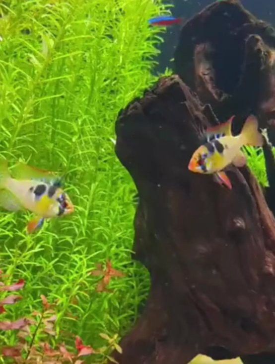 雷龍魚鰭充血會自愈嗎？ 雷龍魚鰭充血會自愈嗎？ 龍魚百科 第9張