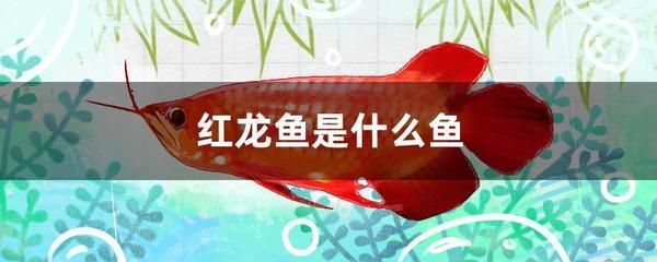 紅龍魚夏季飲食調整方案：夏季飼養紅龍魚需要注意水溫的控制和飲食的調整 紅龍魚夏季飲食調整方案：夏季飼養紅龍魚需要注意水溫的控制和飲食的調整 龍魚百科 第2張