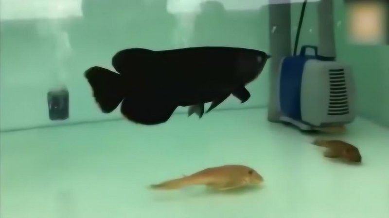 有黑色龍魚嗎視頻大全 有黑色龍魚嗎視頻大全 龍魚百科 第3張