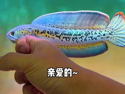 有黑色龍魚嗎視頻大全 有黑色龍魚嗎視頻大全 龍魚百科 第1張