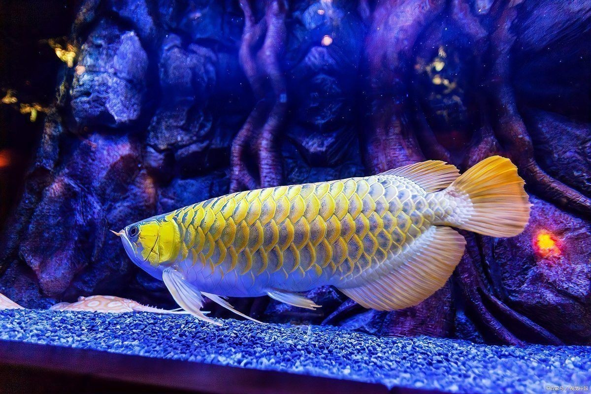 金龍魚和飛鳳魚混養視頻播放大全