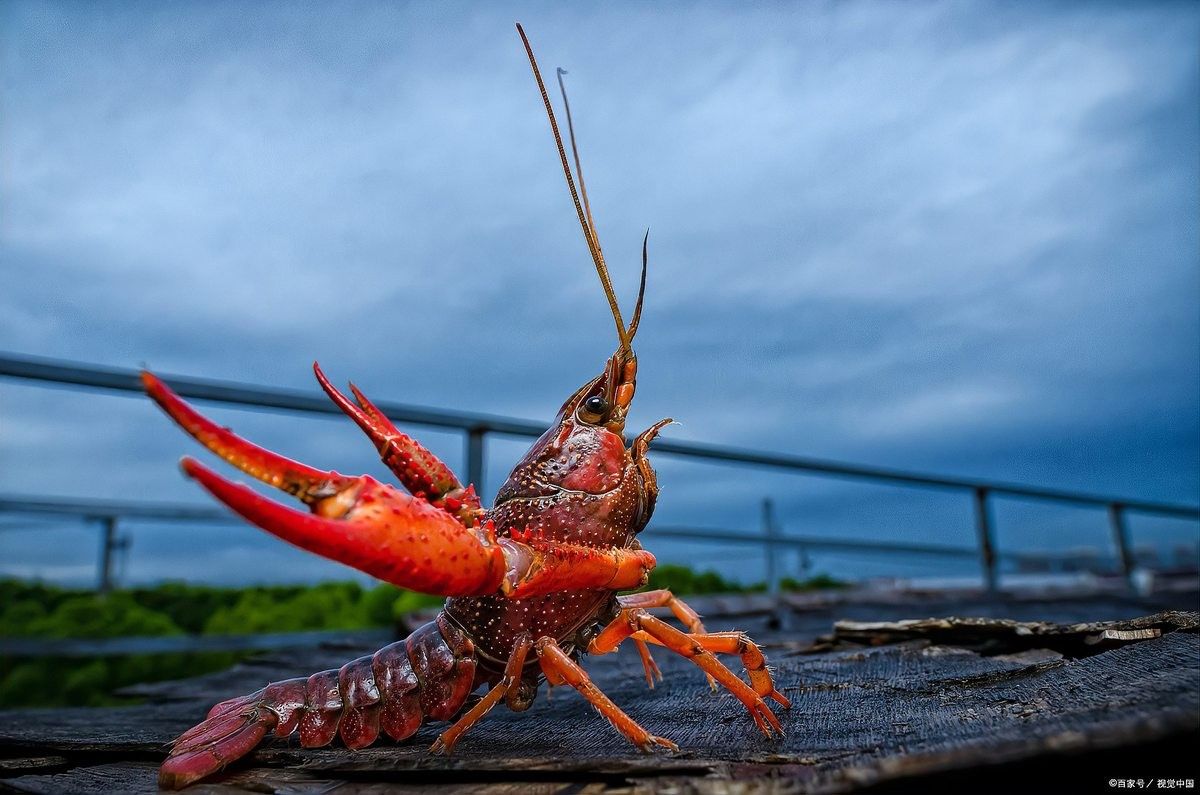 龍魚飼料配方制作工藝 龍魚飼料配方制作工藝 龍魚百科 第1張
