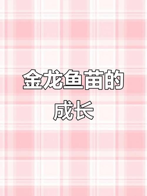 金龍魚魚苗圖片大全 金龍魚魚苗圖片大全 龍魚百科 第15張