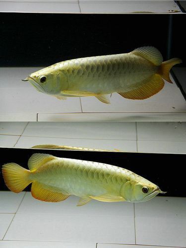金龍魚魚苗圖片大全 金龍魚魚苗圖片大全 龍魚百科 第14張
