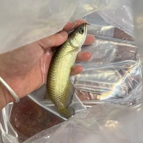 金龍魚魚苗圖片大全 金龍魚魚苗圖片大全 龍魚百科 第22張