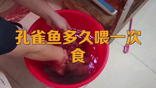 孔雀龍魚吃什么