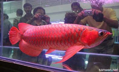 紅龍魚(yú)多少度停止喂食了：紅龍魚(yú)低于某個(gè)特定溫度時(shí)需要停止喂食具體數(shù)據(jù)