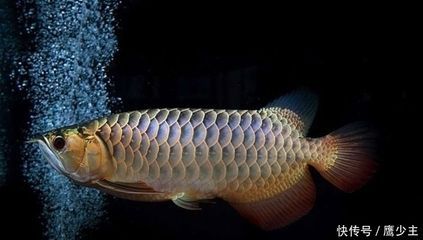 龍魚幼魚吃什么長得快龍魚幼魚吃什么長得快一點：龍魚幼魚吃什么長得快一點呢？