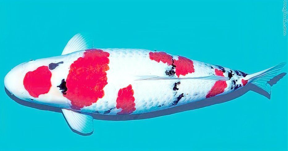 錦鯉丹三是什么意思