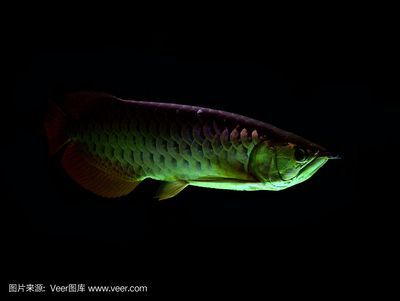 16000k燈適合龍魚嗎：16000k燈適合龍魚用什么牌子的燈光對龍魚的影響