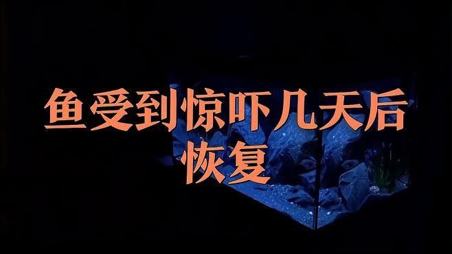 龍魚驚嚇后多久可以喂食 龍魚驚嚇后多久可以喂食 龍魚百科 第1張