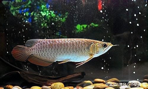 龍魚驚嚇后多久可以喂食 龍魚驚嚇后多久可以喂食 龍魚百科 第6張