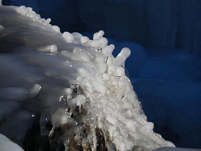 人工雪龍魚（人工養殖雪龍魚的方法）