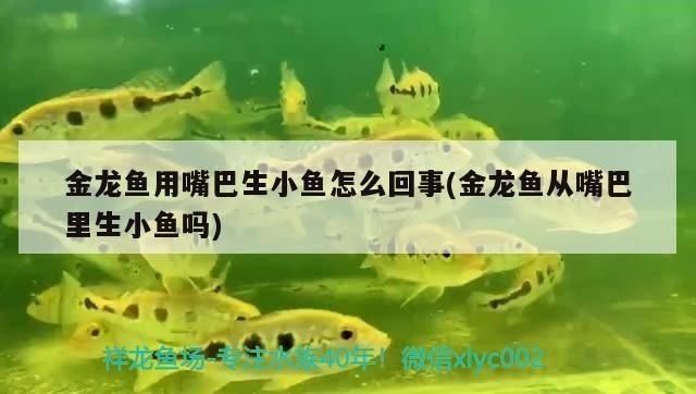 金龍魚幼崽是從嘴里出來的嗎（金龍魚幼崽是從雄魚的嘴里吐出來的嗎？） 金龍魚幼崽是從嘴里出來的嗎（金龍魚幼崽是從雄魚的嘴里吐出來的嗎？） 龍魚百科 第2張