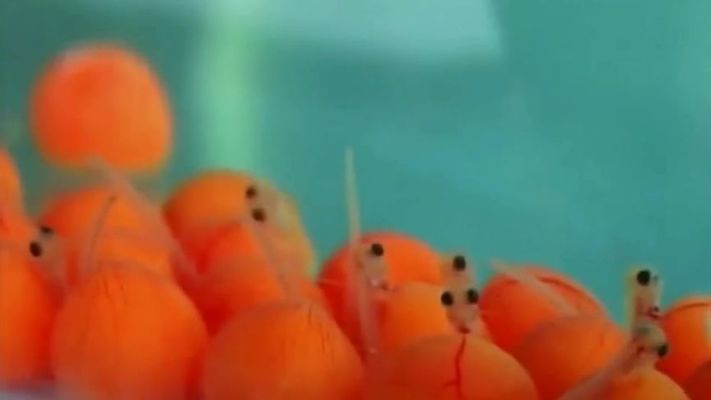 金龍魚幼崽是從嘴里出來的嗎（金龍魚幼崽是從雄魚的嘴里吐出來的嗎？） 金龍魚幼崽是從嘴里出來的嗎（金龍魚幼崽是從雄魚的嘴里吐出來的嗎？） 龍魚百科 第4張