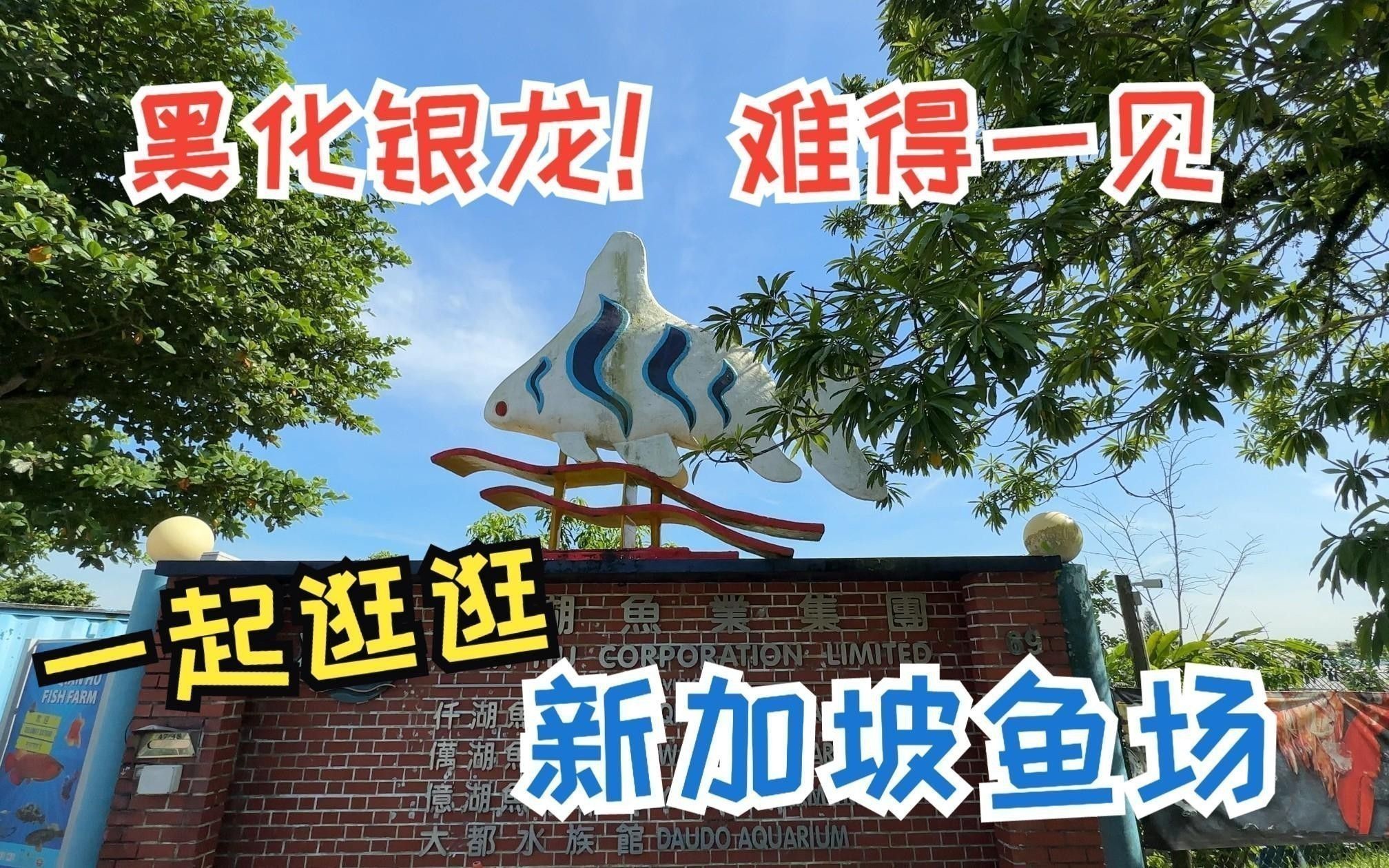 過背金龍魚的壽命一般是多久？