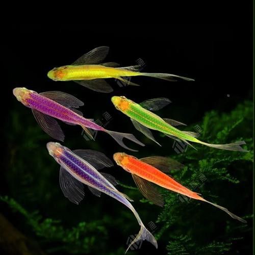 斑尾龍魚圖片高清圖